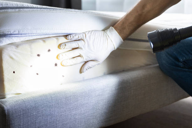 Best Rat Extermination Near Me  in Ridgemark, CA