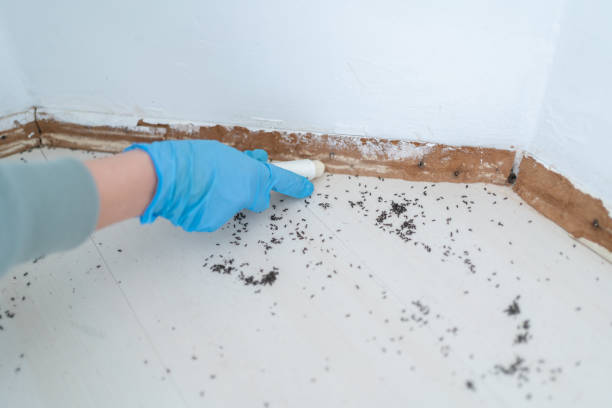 Best Insect Control  in Ridgemark, CA